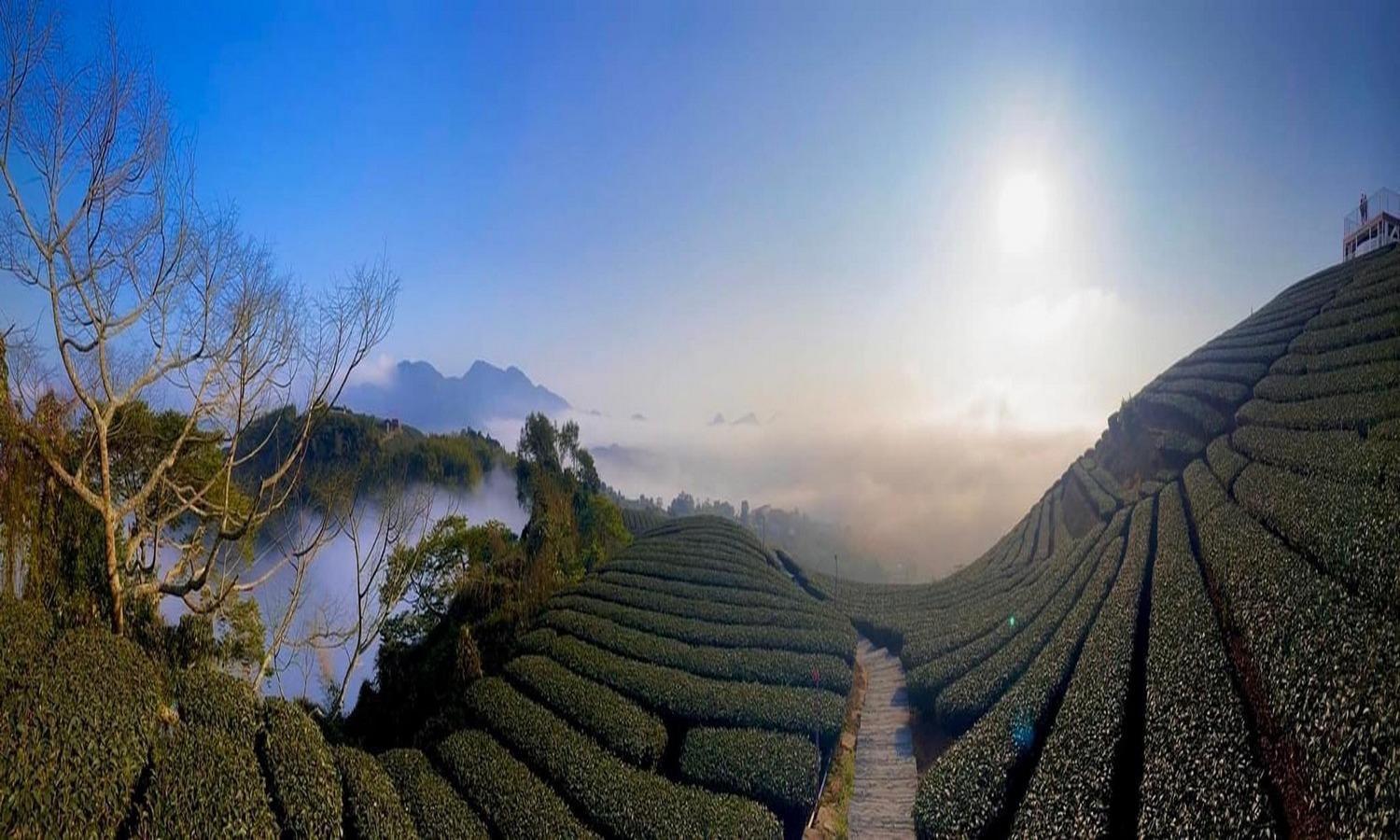Gaodiyuan Tea B&B 高帝園茶業民宿 Meishan Extérieur photo