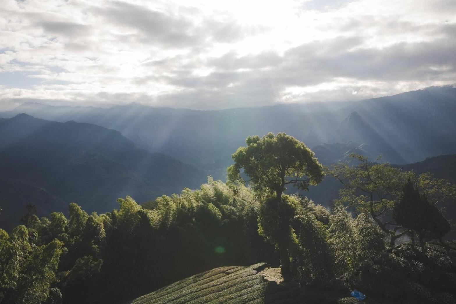 Gaodiyuan Tea B&B 高帝園茶業民宿 Meishan Extérieur photo